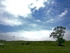 Cows